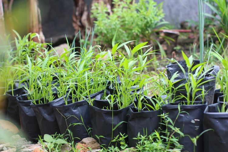 Ilustrasi menanam kangkung di polybag. 