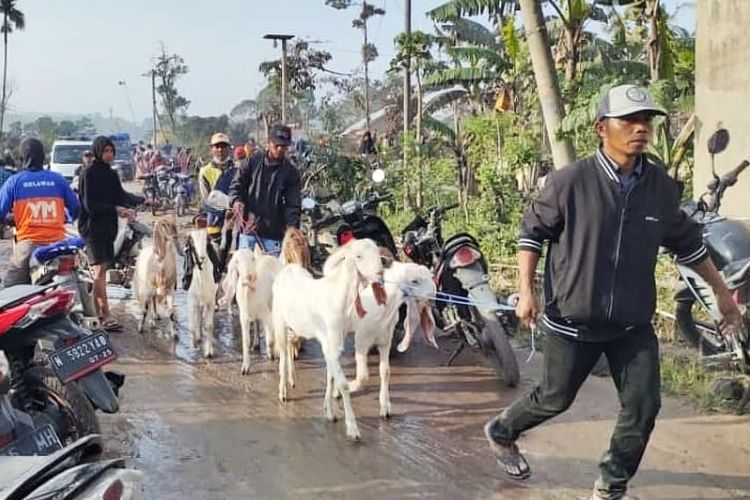 Villagers shepherded livestock as Mount Semeru spewed hot ash clouds in Indonesia's East Java on Sunday, December 4, 2022. 
