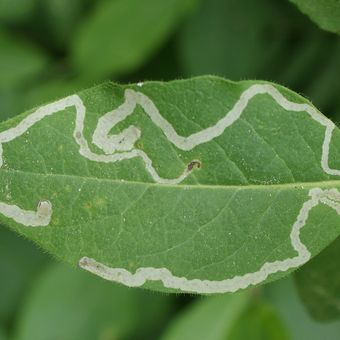 Ilustrasi hama leaf miner. 