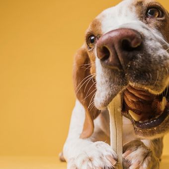 Ilustrasi anjing makan tulang