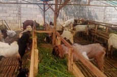 6 Tips Memilih Kambing yang Cukup Umur untuk Kurban