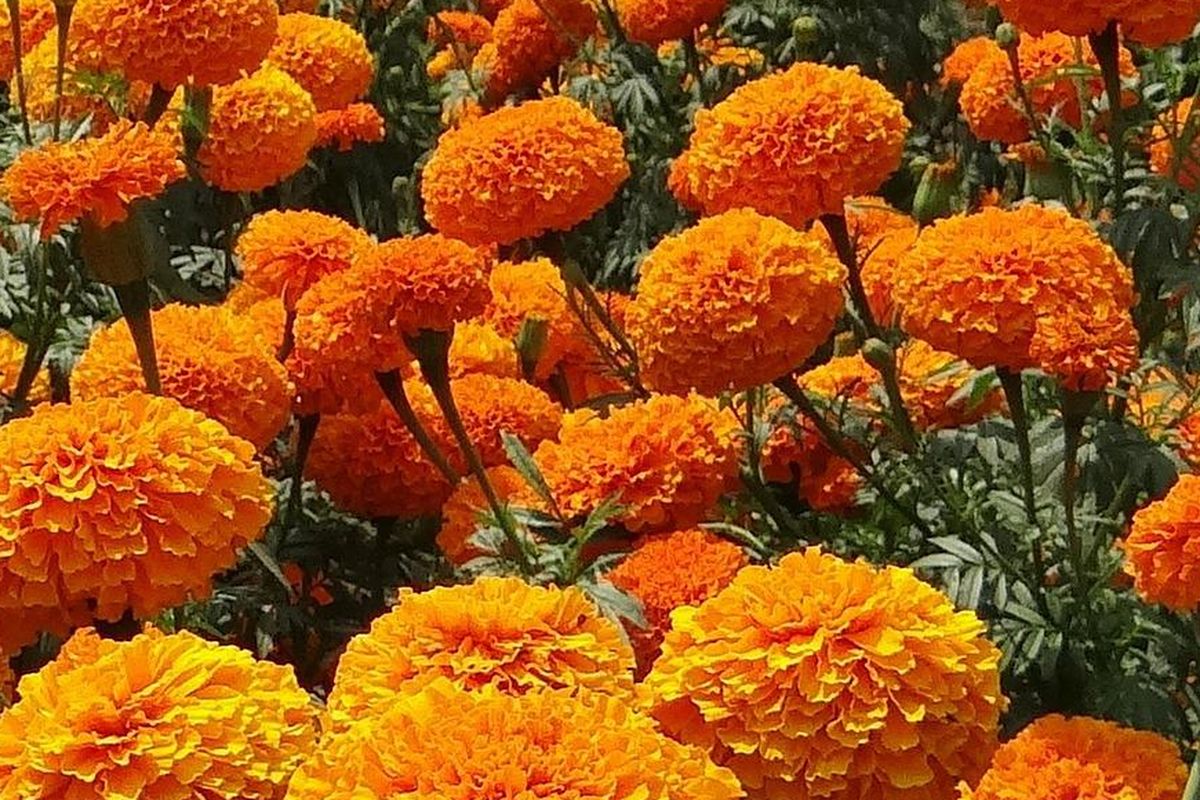 Ilustrasi bunga marigold. 