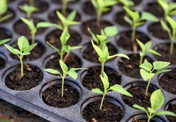 Simak, Begini Cara Mengatasi Rebah Semai Cabai