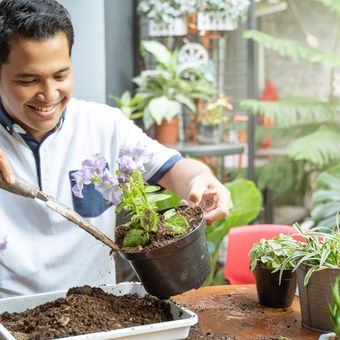 Ilustrasi mengganti tanah pot tanaman hias, mengganti media tanam tanaman hias.