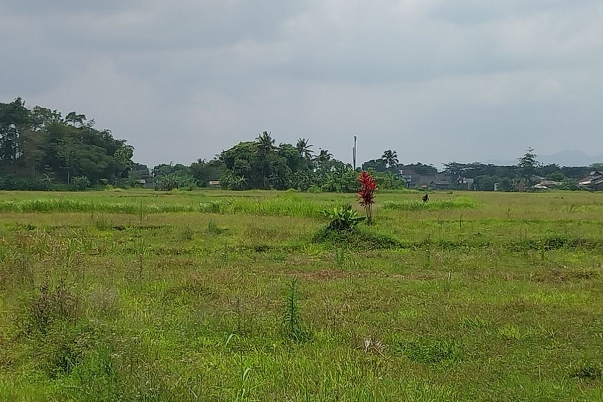 Hamparan sawah di wilayah Kabupaten Tasikmalaya, Jawa Barat usai dilanda cuaca buruk pada Minggu (17/11/2024).