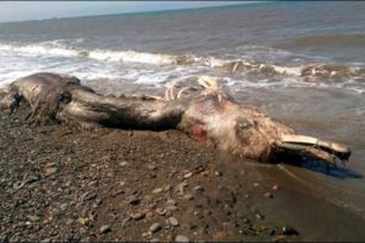 Inilah sisa-sisa bangkai seekor hewan laut misterius yang terdampar di pesisir Pulau Sakhalin, Rusia. Hewan ini memiliki paruh dan bulu, yang membingungkan para pakar biologi kelautan.