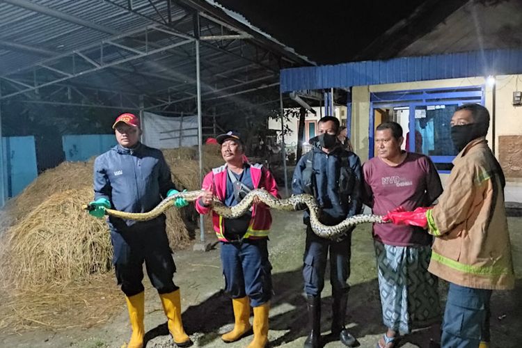 Petugas Damkar Lamongan Korwil Babat usai melakukan evakuasi ular sanca di Desa Karang Kembang, Kecamatan Babat, Lamongan, Rabu (9/3/2022) dinihari WIB.