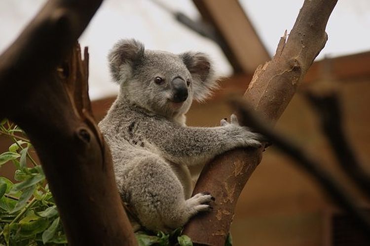 Koala resmi masuk ke dalam daftar hewan terancam punah di Australia. 