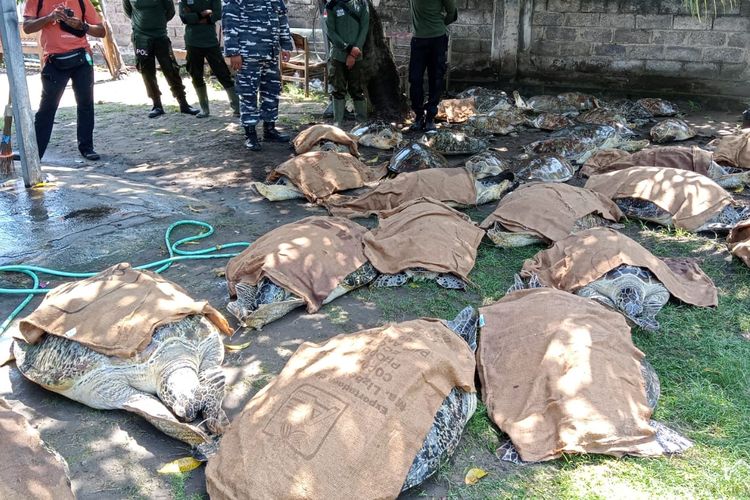 Puluhan ekor penyu hijau diamankan dari Perairan Pantai Klatakan, Desa Melaya, Kecamatan Melaya, Kabupaten Jembrana, Provinsi Bali, Jumat (13/1/2023).
