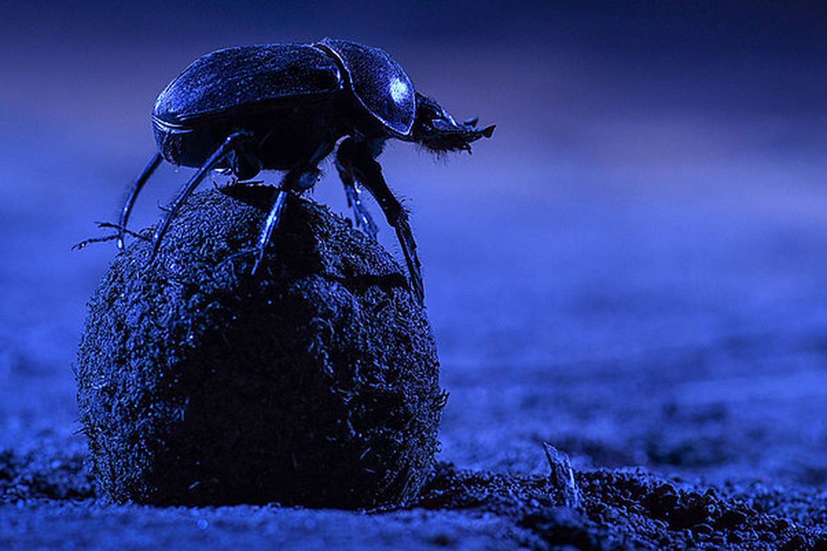 Kumbang kotoran nokturnal bersiap untuk menggulung kotoran 
