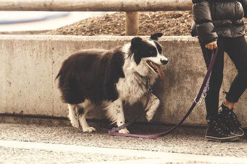 7 Hal yang Tidak Boleh Dilakukan Saat Mengajak Anjing Jalan-Jalan