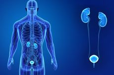 4 Organ yang Termasuk dalam Sistem Ekskresi