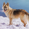 8 Fakta Menarik Anjing German Shepherd yang Kerap Disebut Herder