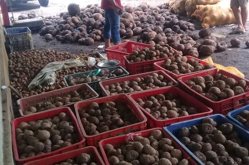 Harga Porang di Banyuwangi Anjlok sampai Rp 6.000 Per Kg, Petani Minta Bantuan Dinas Pertanian