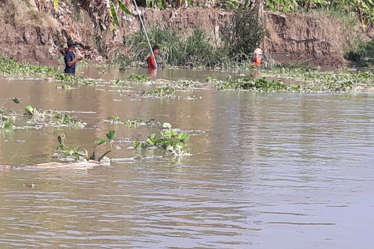 Warga Desa Jrebeng saat mencari ikan di aliran Bengawan Solo dalam agenda kumbohan, Jumat (20/12/2019).