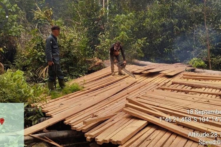 Kemenhut Musnahkan Kayu Hasil Pembalakan Liar di Kawasan Taman Nasional Berbak Sembilang