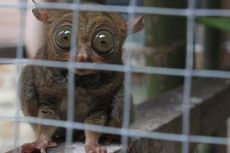 Dikira Tikus, Seekor Tarsius Ditemukan di Tempat Sampah