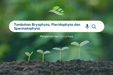 Pengertian Tumbuhan Bryophyta, Pteridophyta dan Spermatophyta, serta Ciri-cirinya