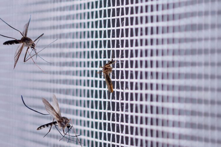 Ilustrasi cara mengusir nyamuk.
