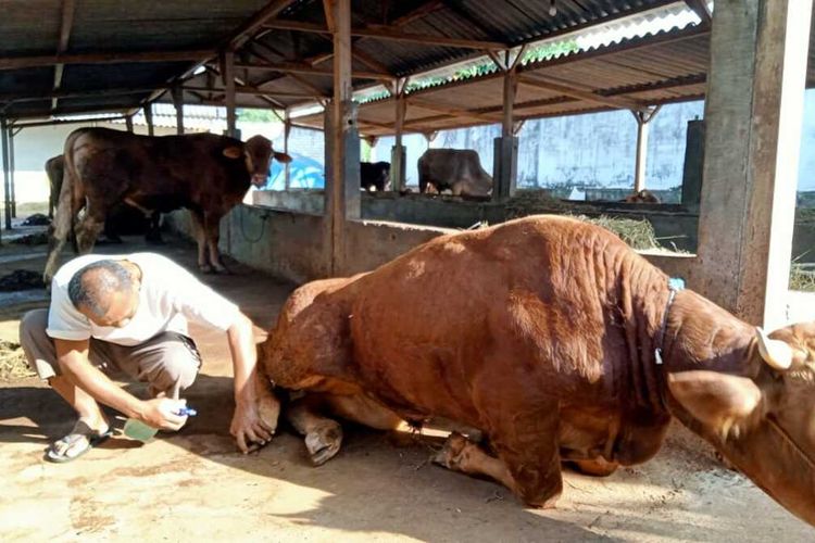 Seorang peternak sapi di Kabupaten Tuban, Jawa Timur, memeriksa kesehatan sapi nya yang terpapar Penyakit Mulut dan Kuku.
