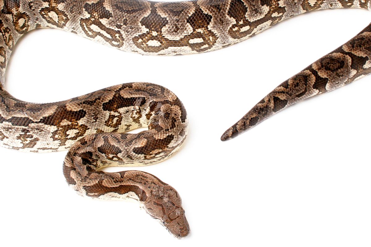 Ilustrasi ular piton sanca kembang (Malayopython reticulatus)