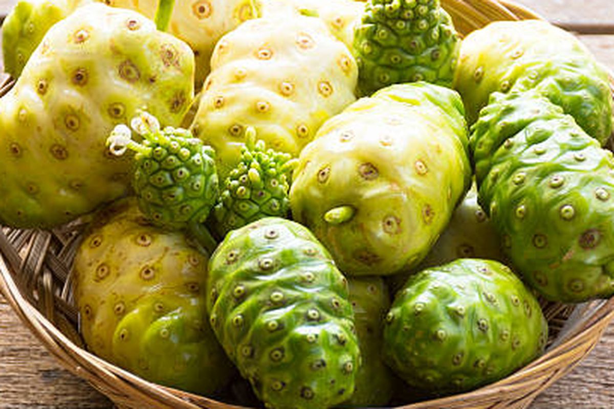 Ilustrasi buah mengkudu yang sudah dipanen