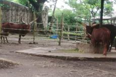 Tidak Bisa Berdiri, Bayi Watusi di Kebun Binatang Surabaya Mati