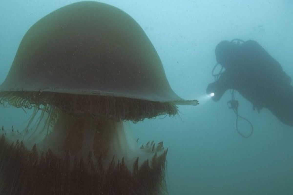 Ubur-ubur Nomura berukuran raksasa dengan diameter 2 meter dan berat 200 kilogram, serta memiliki racun yang mematikan.