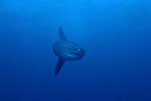 Syarat Melihat Ikan Mola-mola di Nusa Penida Bali, Jangan Sentuh