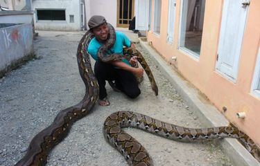 Pastdan mushuk va anusning yaqindan surati.