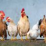 CEK FAKTA: Beredar Hoaks soal RNA Digunakan Dalam Pakan Ayam di AS