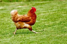 Indonesia Ekspor Perdana 23.040 Ayam Hidup ke Singapura