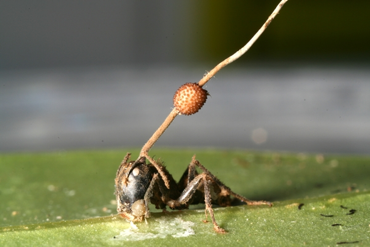 Ilustrasi semut terinfeksi Ophiocordyceps unilateralis