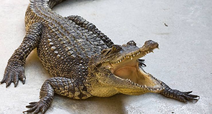 Bagaimana Evolusi pada Buaya Terjadi?