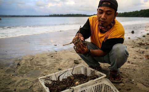 Indonesia Looks to Revive Lobster Exports