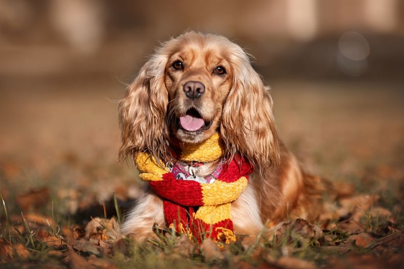 6 Ras Anjing Spaniel Paling Populer dan Bersahabat