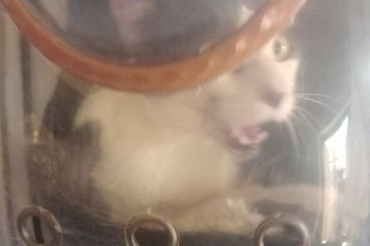 Dramatis, Kucing Peliharaan di Solo Selamat Usai Tercebur Sumur Sedalam 15 Meter Selama Sepekan