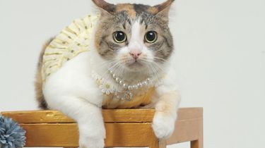 Tren Seleb Pet Dinilai Positif, Asal Tak Abaikan Kesejahteraan Hewan