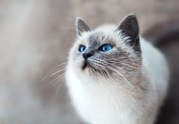 Jangan Lakukan 7 Hal Ini pada Kucing Peliharaan