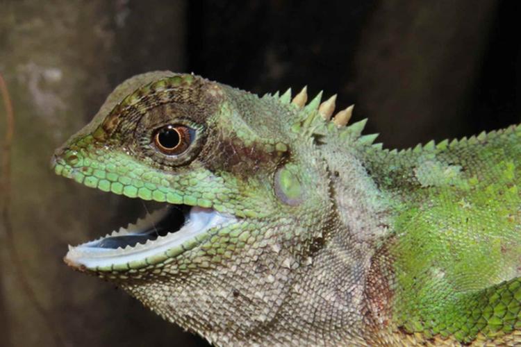 spesies kadal baru di Vietnam yang diberi nama Acanthosaura grismeri