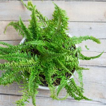 Boston Fern