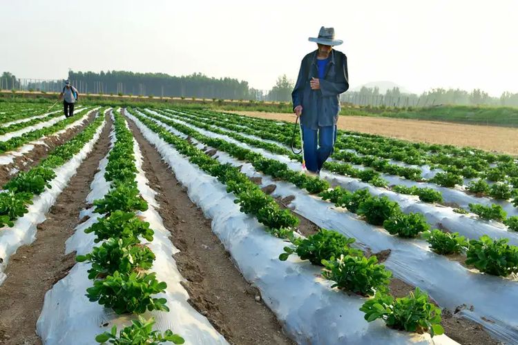 Perang Iran Bikin Pupuk Langka, Pangan Dunia Terimbas