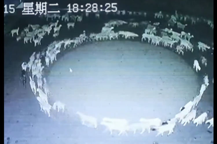 Sekawanan domba di China bergerak melingkar