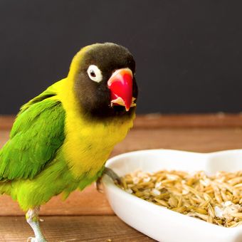 Ilustrasi burung lovebird sedang makan