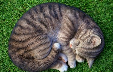 Mengapa Kucing Tidur Terus? Ini 3 Penjelasan Ilmiah di Baliknya ...