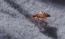 Tak Perlu Bahan Kimia, Ini Bahan Alami untuk Basmi Kutu Busuk di Rumah