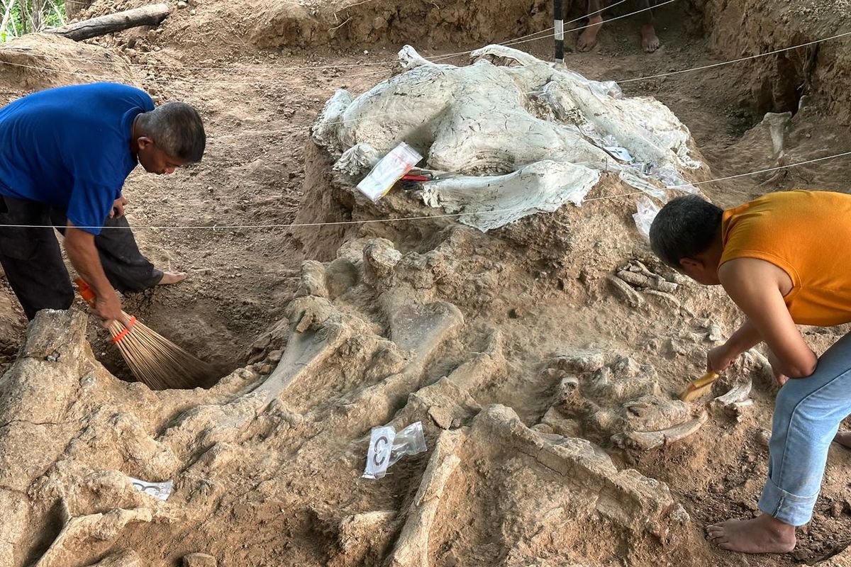 Proses ekskavasi stegodon yang ditemukan di Hutan Tritik, Kabupaten Nganjuk