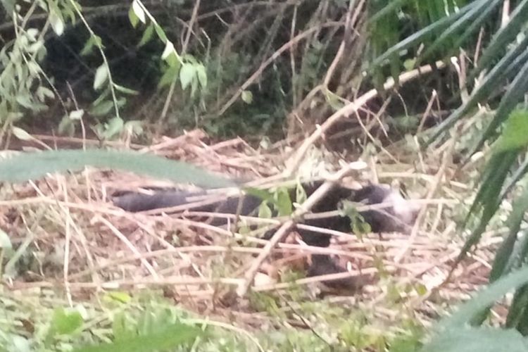 Seekor beruang madu terjerat perangkap warga di Pasaman Barat, Sumatera Barat, Sabtu (24/8/2019)