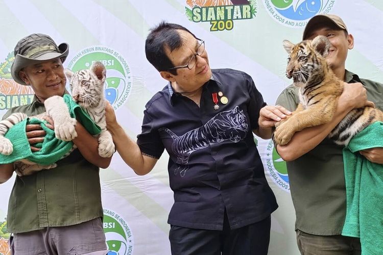 Foto: Dua anak Harimau Benggala Rolan dan Rolin saat diperkenalkan oleh pengelola Taman Hewan Pematangsiantar, Selasa (15/1/2024).
