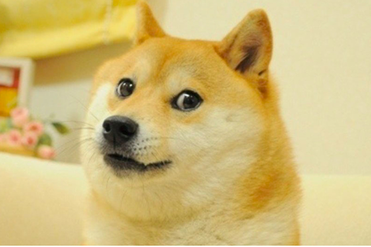 Wajah anjing Shiba Inu yang menjadi meme di sosial media.